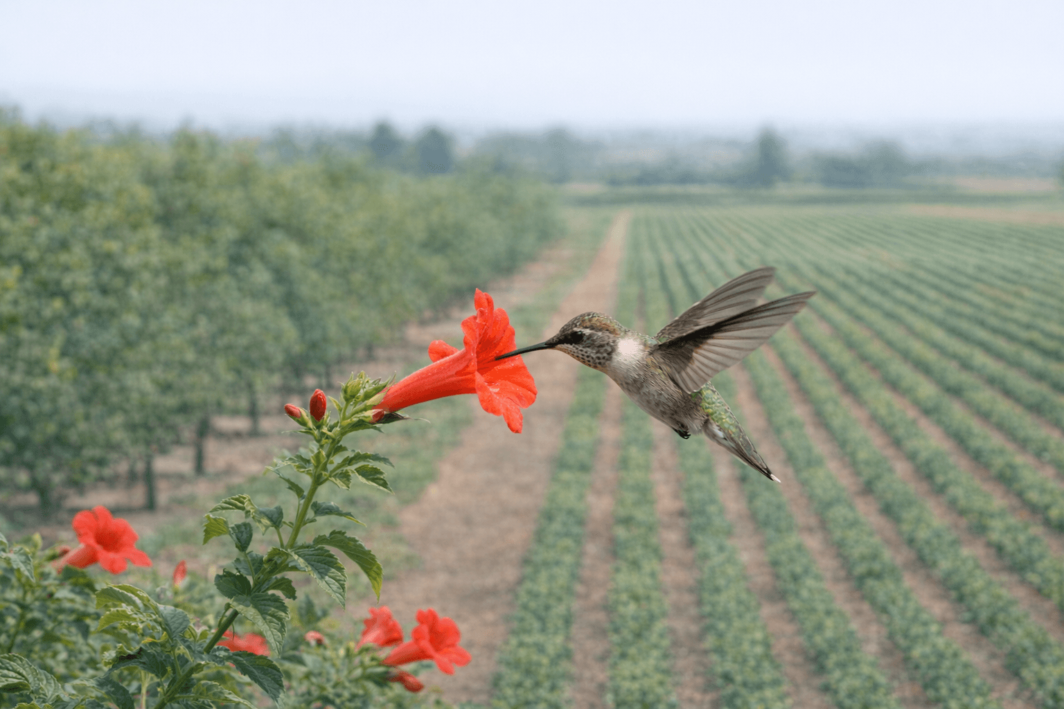 Agricultural productivity
